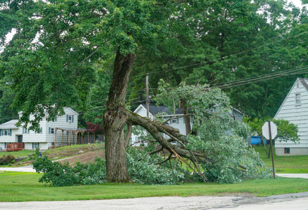 Best Tree and Shrub Care  in Roan Mountain, TN